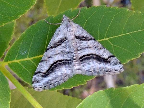 a moth, Speranza colata, photo © by M. Plagens