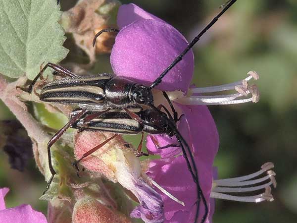 Sphaenothecus bivittata photo © by Mike Plagens