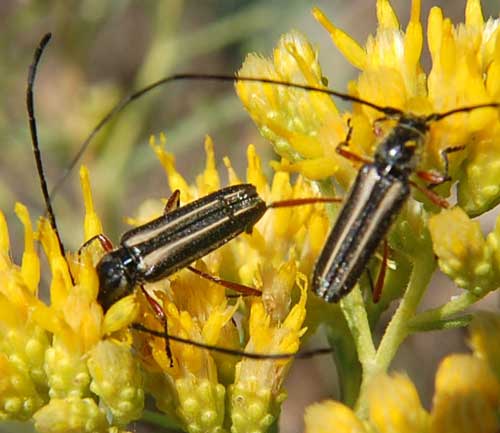 Sphaenothecus bivittata photo © by Mike Plagens