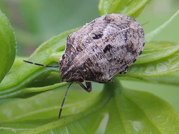 a Shield Bug, Sphyrocoris, photo © by Michael Plagens