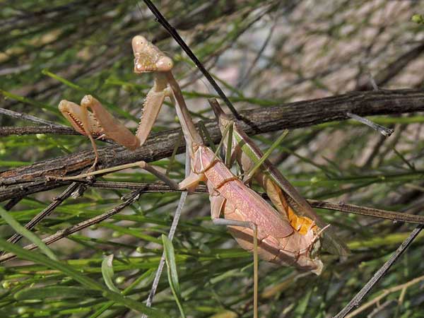 Mating pair of Praying Mantis, Stagmomantis limbata, photo © by Mike Plagens