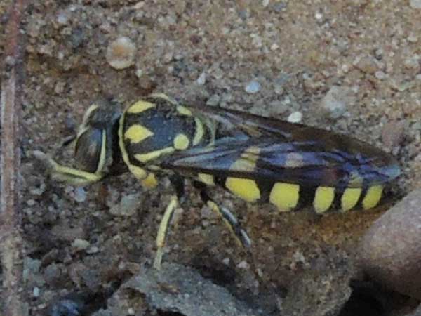 a sand wasp, steniolia, photo © by Michael Plagens