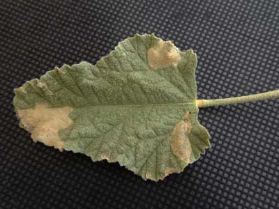 leaf mines made Chrysomelidae larvae, Stenopodius, photo © by Michael Plagens