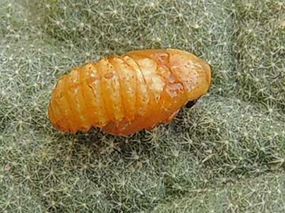 pupa stage of leaf mining Chrysomelidae, Stenopodius, photo © by Michael Plagens