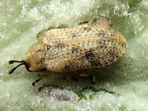 a Chrysomelidae Leaf Beetle, Stenopodius, photo © by Michael Plagens