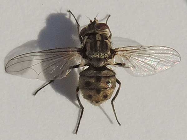 Stable Fly, Stomoxys calcitrans,  photo © by Mike Plagens