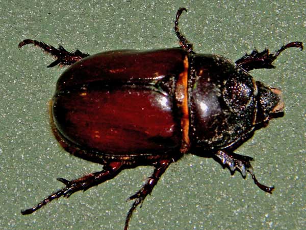 a large scarab beetle, Scarabaeidae, Strategus, photo © by Mike Plagens