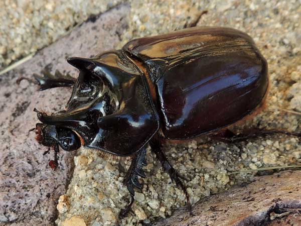 a rhinoceros beetle, Strategus aloeus, photo © by Mike Plagens