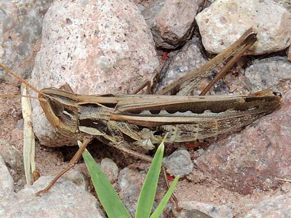 a grasshopper, Syrbula montezuma, from the Atascosa Mountains photo © by Mike Plagens