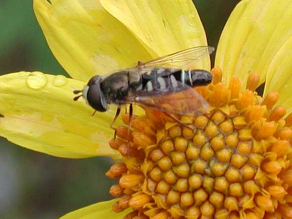 Eupeodes volucris, a hover fly, photo © by Michael Plagens