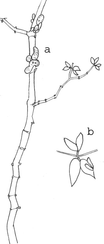 Twig of Larrea tridentata - pen and ink © by Michael Plagens