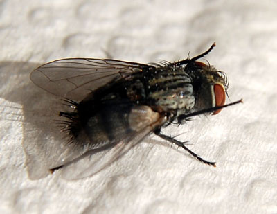 tachind fly emerged from larva of Danaus gilipus. Photo © Michael Plagens