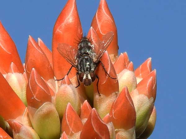 Tachinidae on flower of Ocotillo photo © by Mike Plagens