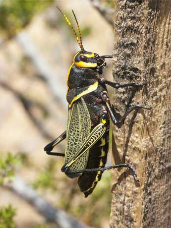 Taeniopoda eques image © by Robert Shantz