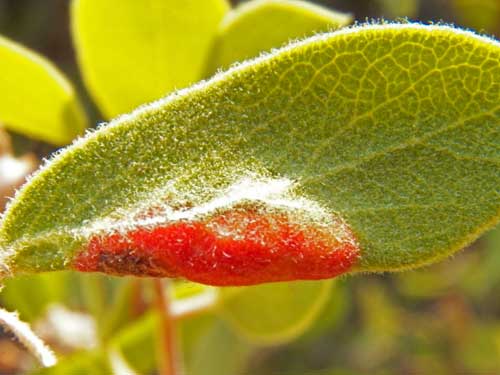 an aphid gall by Tamalia on Arctostaphylos photo © by Michael Plagens