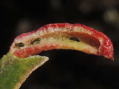 an aphid gall by Tamalia on Arctostaphylos photo © by Michael Plagens