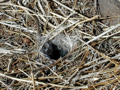 tarantula spider burrow photo © by Mike Plagens