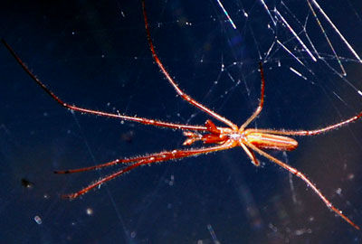An adult male Tetragnatha spider photo © Mike Plagens obs. along Sycamore Creek, Mazatzal Mts.