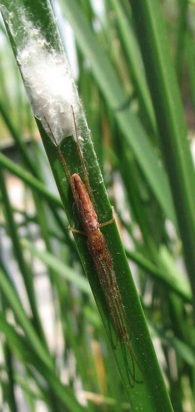 Tetragnatha spider photo © by Laurie Nessel