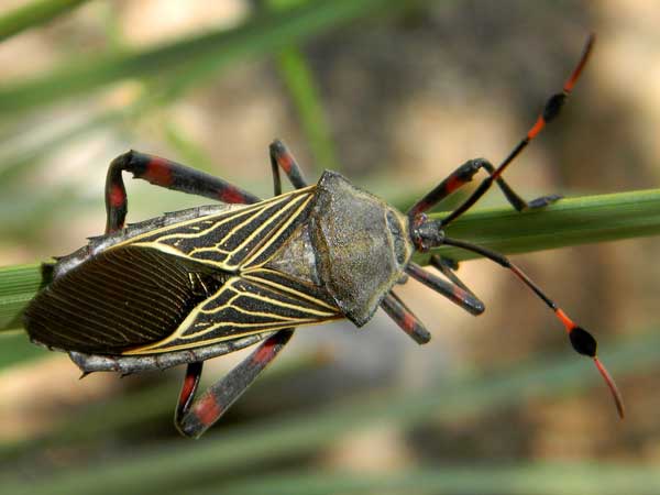 Giant Mesquite Bug, Thasus neocalifornicus, photo © by Mike Plagens
