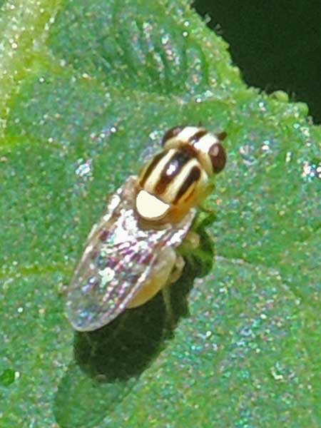 a small, brightly marked fly, Thaumatomyia sp.,  photo © by Mike Plagens