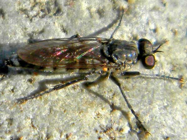 Therevidae:Ozodiceromyia photo © by Mike Plagens