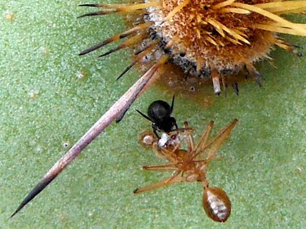 a formicine ant taken as prey by a small theridiidae spider photo © by Mike Plagens