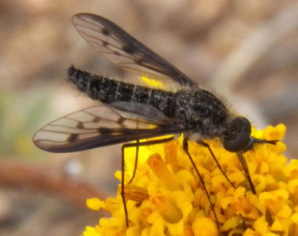 Thevenetimyia bee fly photo © by Mike Plagens