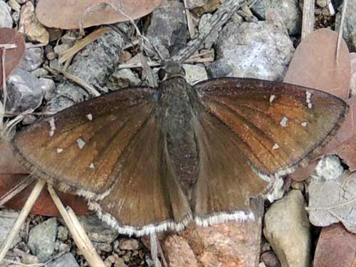 Northern Duskywing, Thorybes pylades, © by Mike Plagens