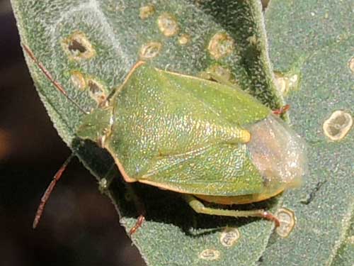 Red-shouldered Stinkbug, Thyanta custator, photo © by Mike Plagens.