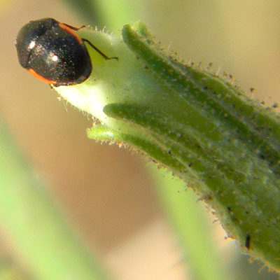 Probably <i>Corimelaena</i>, Thyreocoridae, bug on Nicotiana obtusifolia photo © by Mike Plagens