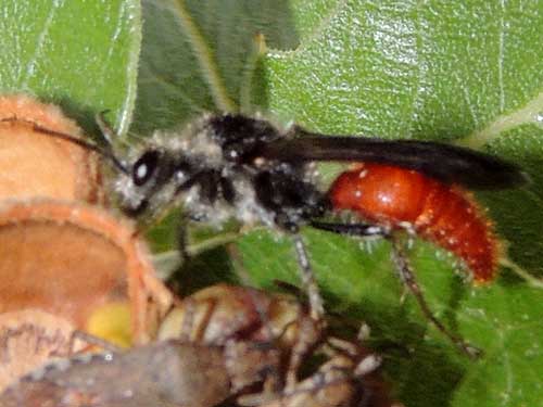 a Timulla, Mutilidae wasp from the Sta. Rita Mountains photo © by Mike Plagens