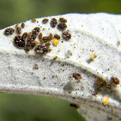 a family of lacebugs on the undersurface of a brittle bush leaf, Encelia farinosa, © by Michael Plagens