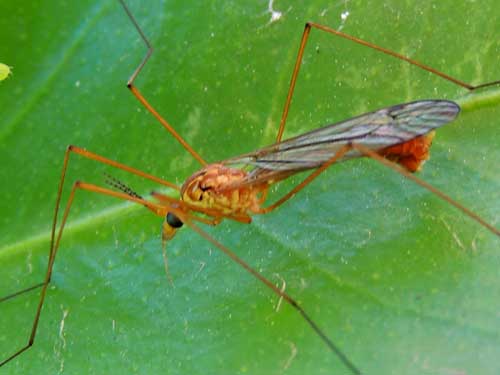 Crane fly, Tipula sp.,  photo © by Mike Plagens