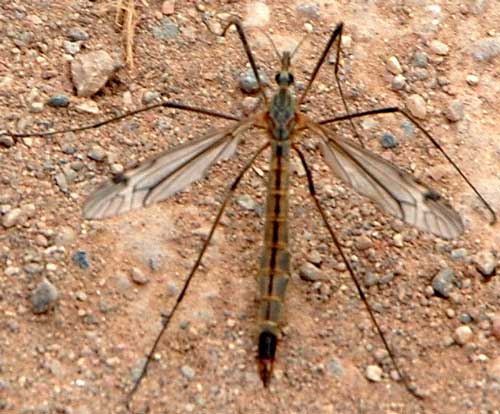Crane fly, Tipula sp.,  photo © by Mike Plagens