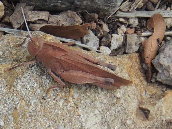 oak leaf grasshopper, Tomonotus ferruginosus, from the Sta. Rita Mountains photo © by Mike Plagens