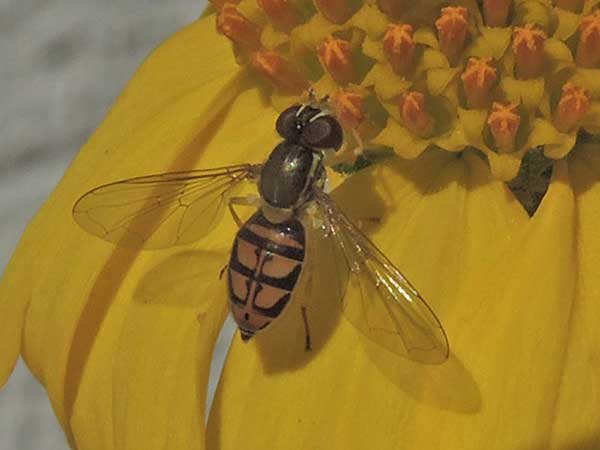 Toxomerus, a hover fly, photo © by Michael Plagens