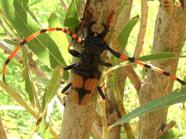 Trachyderes mandibularis photo © by Mike Plagens