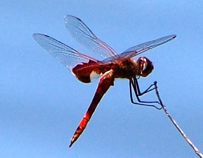 Red Saddlebags, Tramea onusta, photo © by Michael Plagens