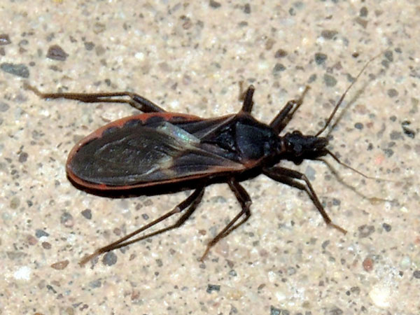 a kissing bug, Triatoma rubida, photo © by Mike Plagens