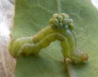 Apanteles larvae emerging from larva of Trichoplusia photo © by Mike Plagens