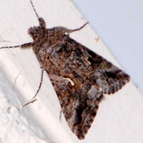 an adult cabbage looper moth, Trichoplusia ni, photo © by Mike Plagens