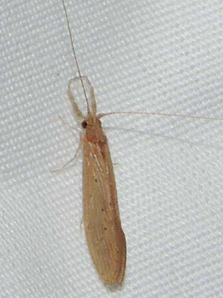 Caddisfly, Trichoptera, Leptoceridae, photo © by Mike Plagens