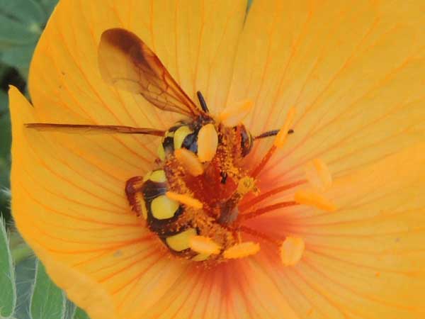 a scolii wasp, Trielis octomaculata, photo © by Michael Plagens