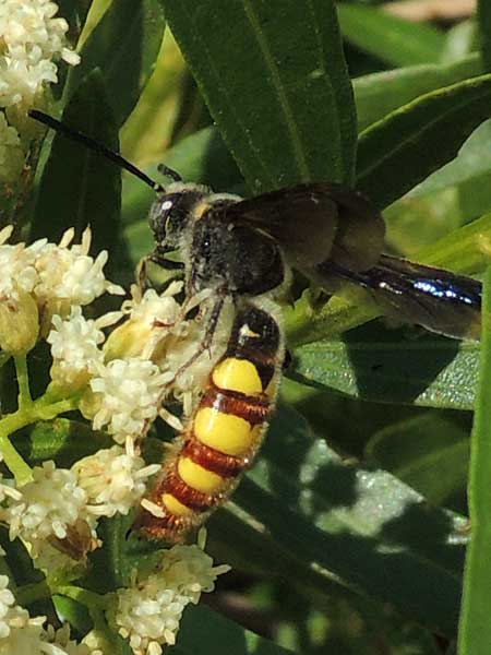 Trielis pollenifera wasp from the Sta. Rita Mountains photo © by Mike Plagens