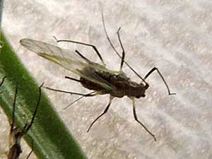 Uroleucon on Stephanomeria, photo by Mike Plagens