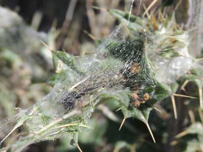 painted lady tent on new mexico thistle photo © by Michael Plagens