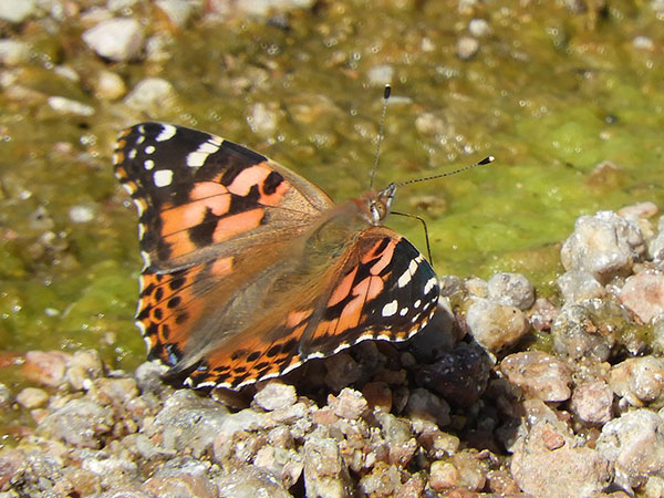 Painted Lady, Vanessa cardui, photo © by Mike Plagens