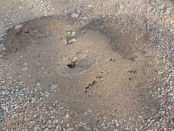 Veromessor pergandei nest photo © by Mike Plagens