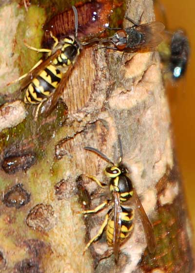 Western Yellowjacket, Vespula pensylvanica, photo © by Mike Plagens